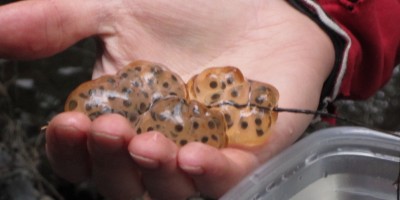 Brady holding a handful of salamander eggs
